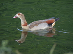 FZ017301 Egyptian Goose (Alopochen aegyptiacus).jpg